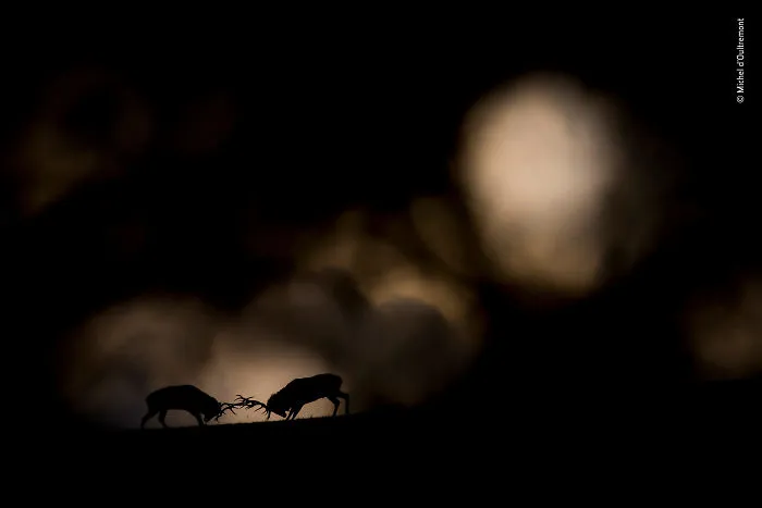 Michel D’oultremont, Belgium, Winner 2018 Rising Star Portfolio Award