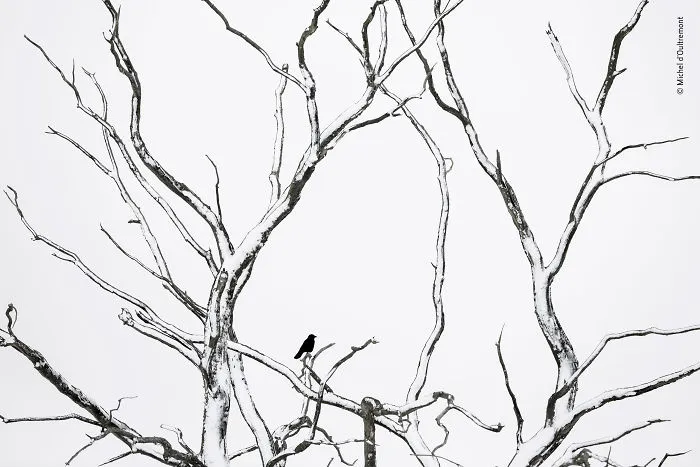 Michel D’oultremont, Belgium, Winner 2018 Rising Star Portfolio Award