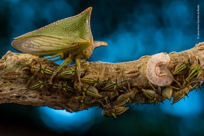 Javier Aznar González De Rueda, Spain, Winner 2018 Wildlife Photographer Portfolio Award