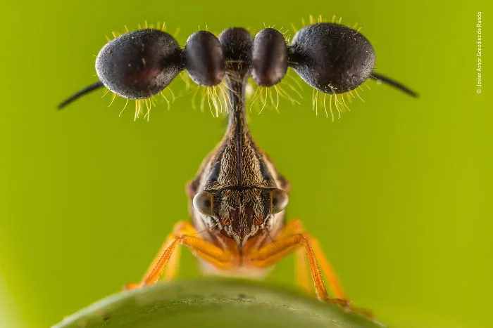 Javier Aznar González De Rueda, Spain, Winner 2018 Wildlife Photographer Portfolio Award