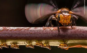 93 Of The Best Wildlife Photos Of 2018 (WARNING: Some Images May Be Too Brutal)