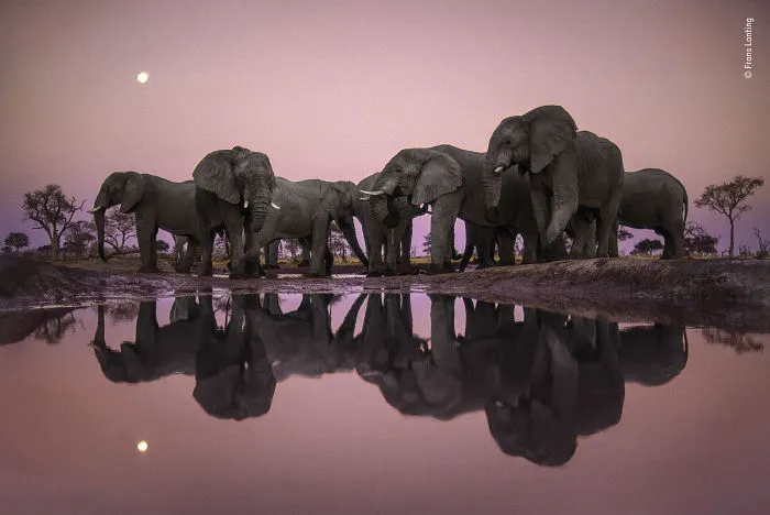 "Elefantes al atardecer", Frans Lanting, Holanda