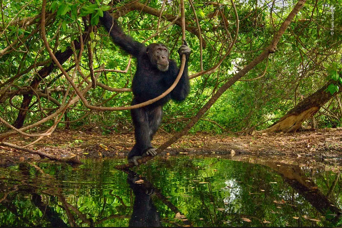 Chimpanzee By Frans Lanting, The Netherlands, Winner 2018 Wildlife Photographer Of The Year Lifetime Achievement Award