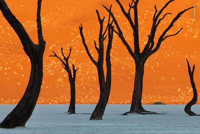 Ghost Trees By Frans Lanting, The Netherlands, Winner 2018 Wildlife Photographer Of The Year Lifetime Achievement Award