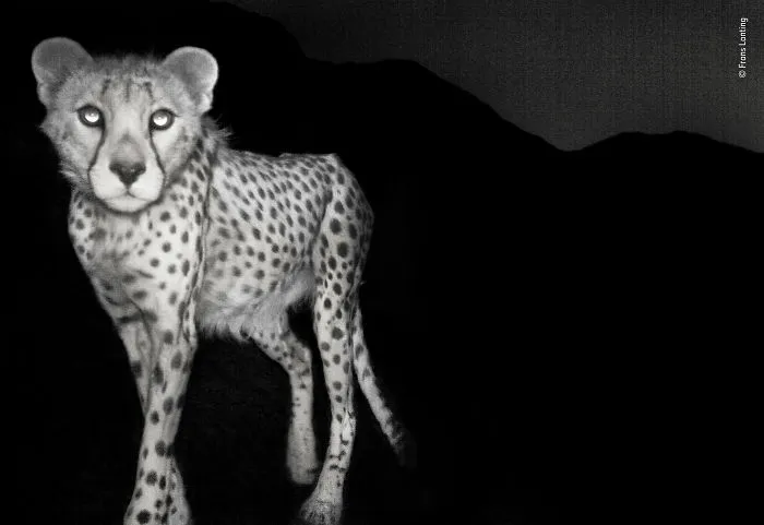 Asiatic Cheetah By Frans Lanting, The Netherlands, Winner 2018 Wildlife Photographer Of The Year Lifetime Achievement Award