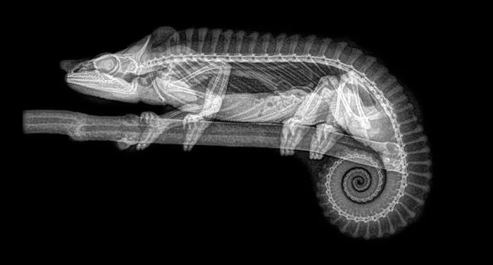 Chameleon