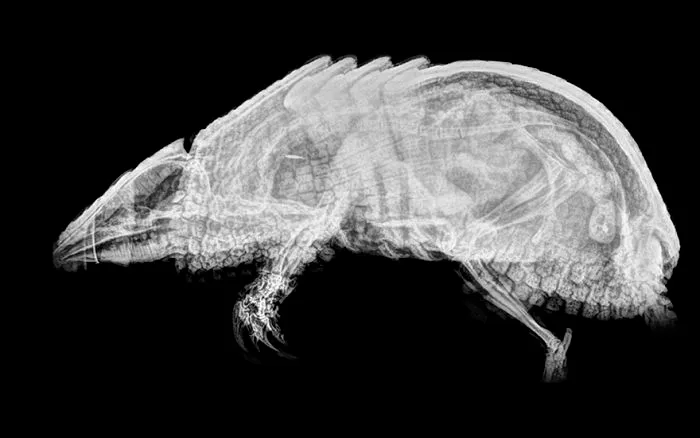 Three-Banded Armadillo