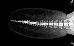 14 Amazing X-Ray Photos From A Zoo's Annual Animal Health Check