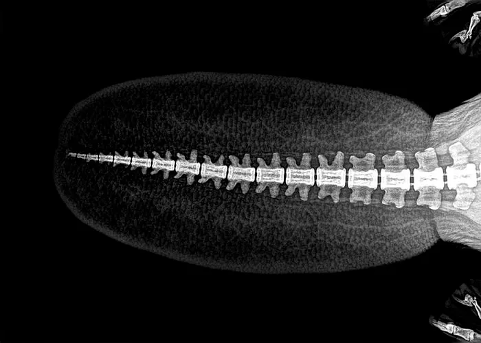 A Beaver's Tail