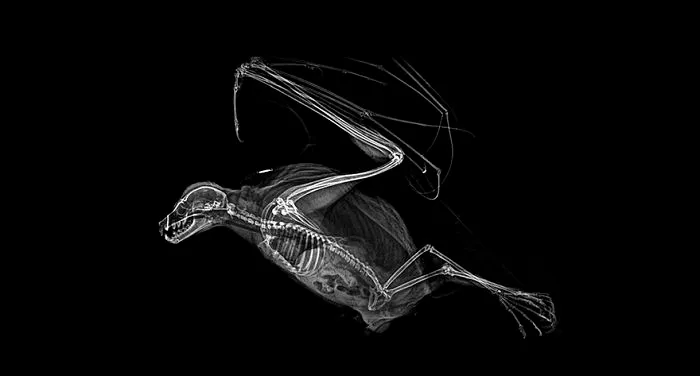 Rodrigues Flying Fox
