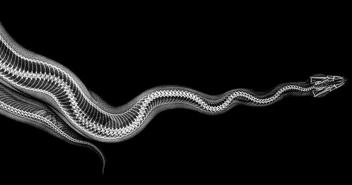 Ball Python