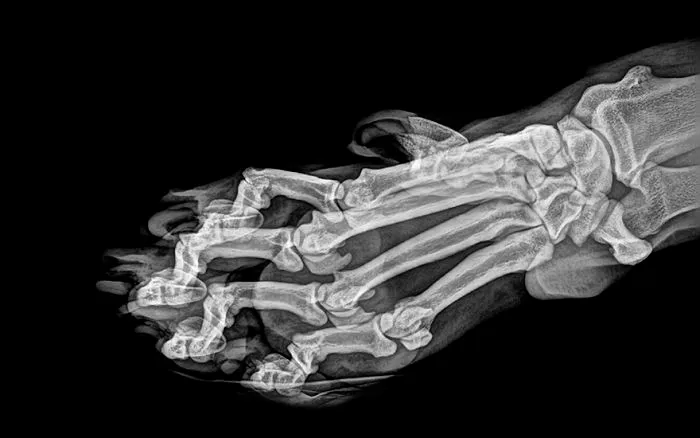 A Tiger's Paw