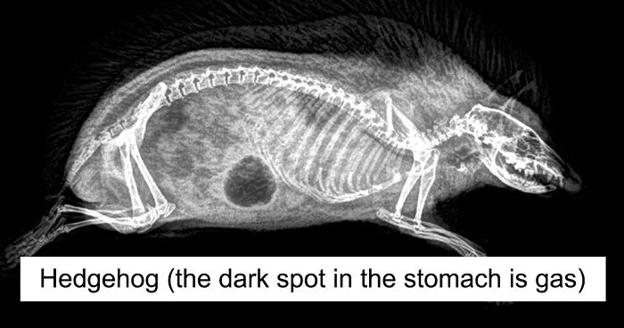 14 Amazing X-Ray Photos From A Zoo's Annual Animal Health Check