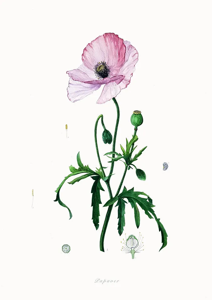 Poppy