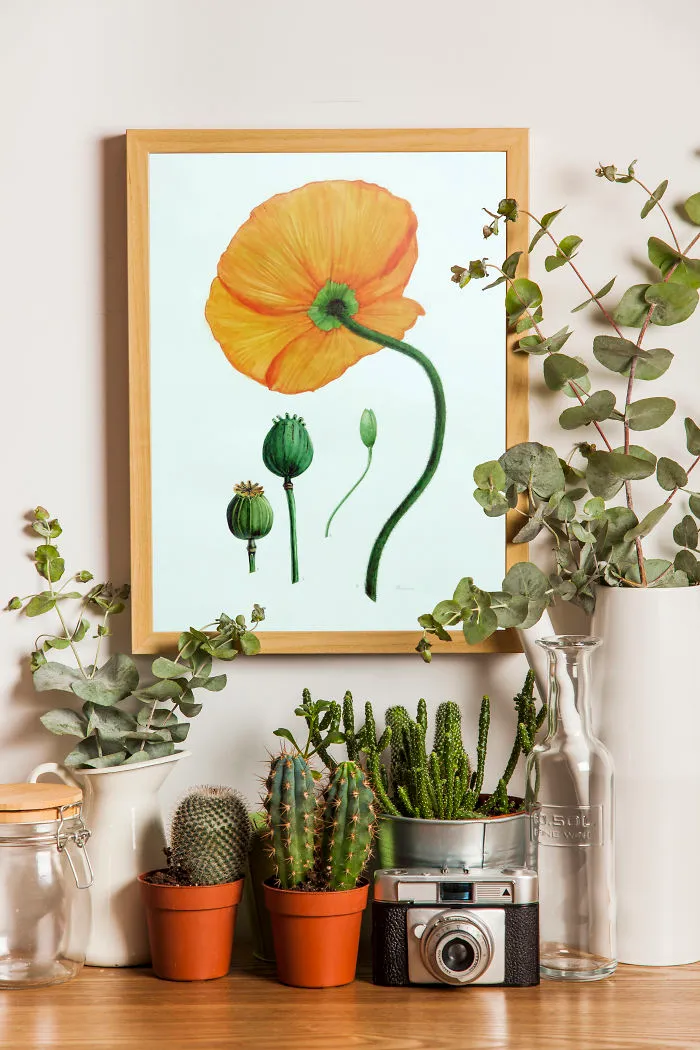 Yellow Poppy