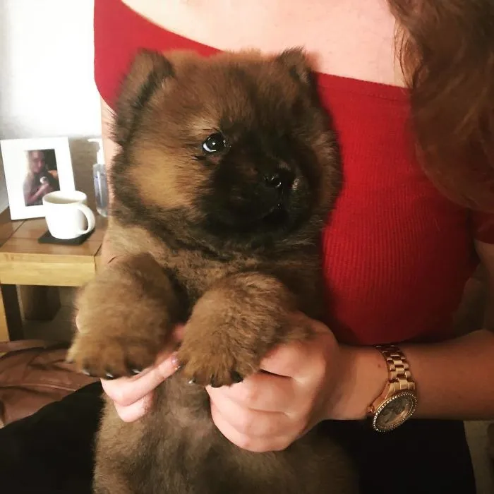 Cute puppy held in a woman's arms, soft fur and attentive eyes.