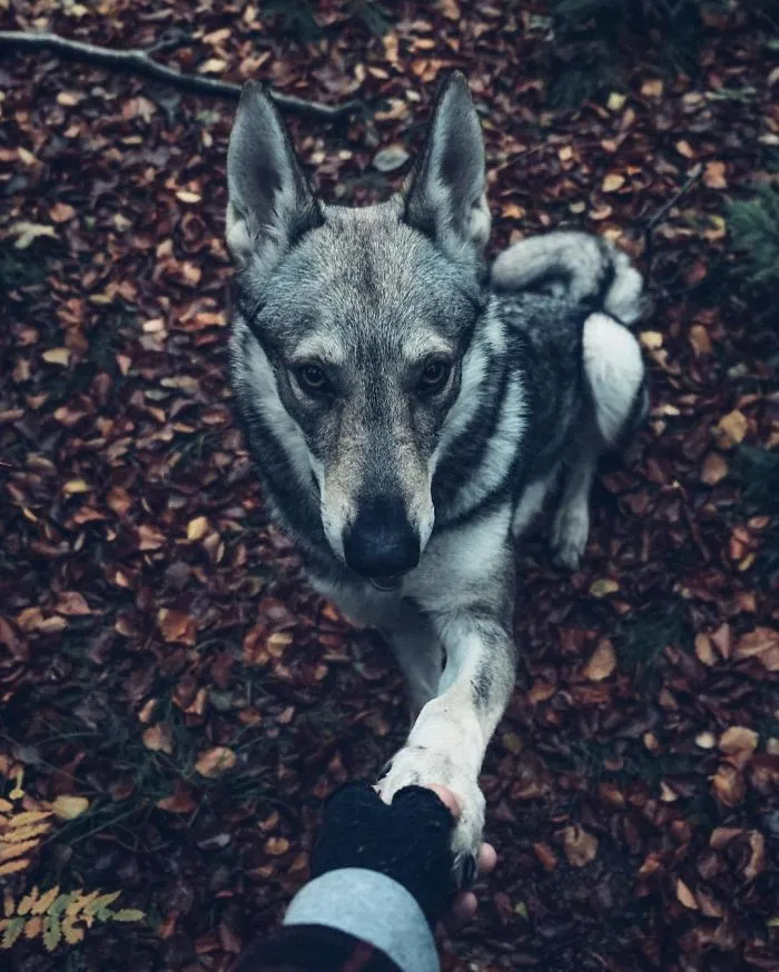 Tired Of #FollowMeTo Instagram Pics? This Guy Pets His Dog Everywhere He Goes, And It’s 36 Times Better