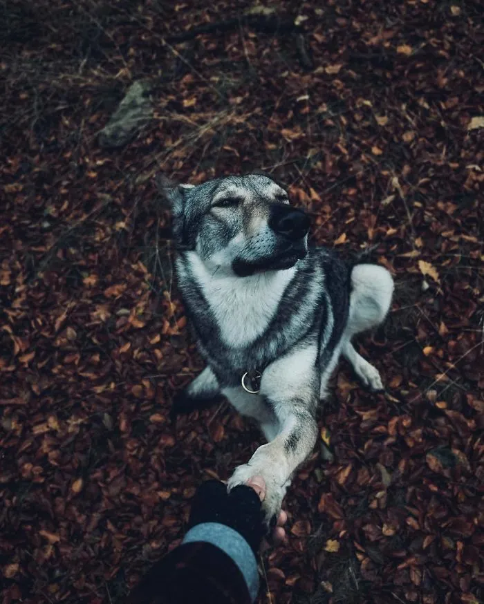 ¿Harto de las fotos de Instagram #FollowMeTo? Este hombre se lleva a su perro a dondequiera que vaya y es 1000 veces mejor