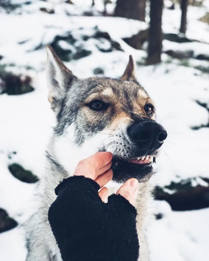 Tired Of #FollowMeTo Instagram Pics? This Guy Pets His Dog Everywhere He Goes, And It’s 36 Times Better