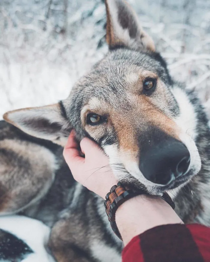 ¿Harto de las fotos de Instagram #FollowMeTo? Este hombre se lleva a su perro a dondequiera que vaya y es 1000 veces mejor