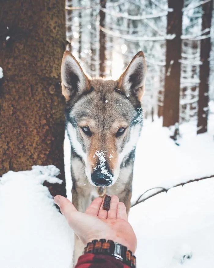 ¿Harto de las fotos de Instagram #FollowMeTo? Este hombre se lleva a su perro a dondequiera que vaya y es 1000 veces mejor