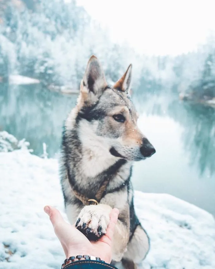 ¿Harto de las fotos de Instagram #FollowMeTo? Este hombre se lleva a su perro a dondequiera que vaya y es 1000 veces mejor