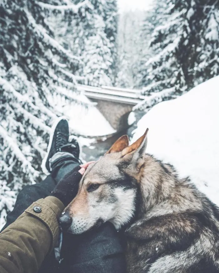 Tired Of #FollowMeTo Instagram Pics? This Guy Pets His Dog Everywhere He Goes, And It’s 36 Times Better