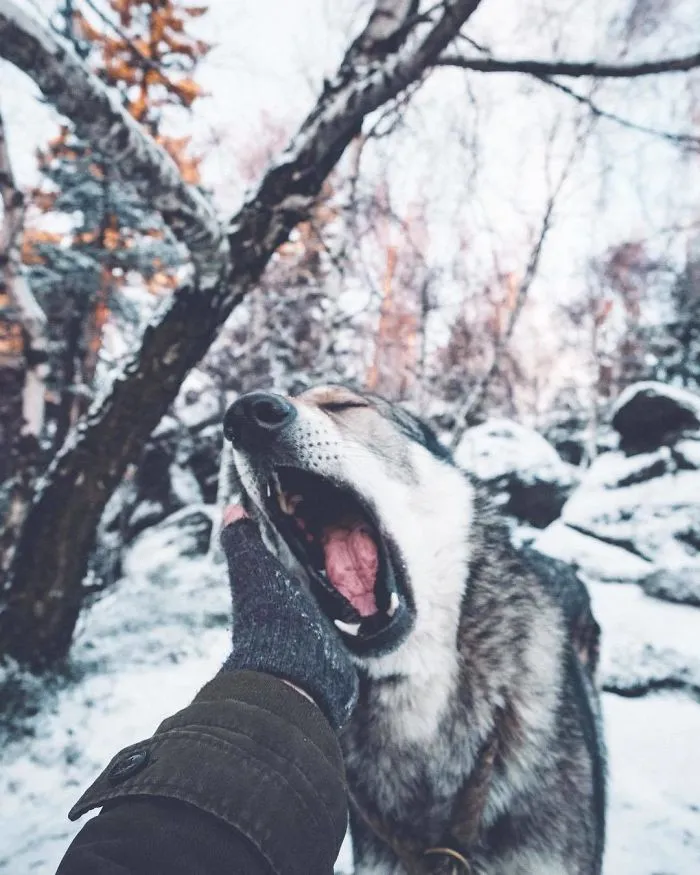 ¿Harto de las fotos de Instagram #FollowMeTo? Este hombre se lleva a su perro a dondequiera que vaya y es 1000 veces mejor