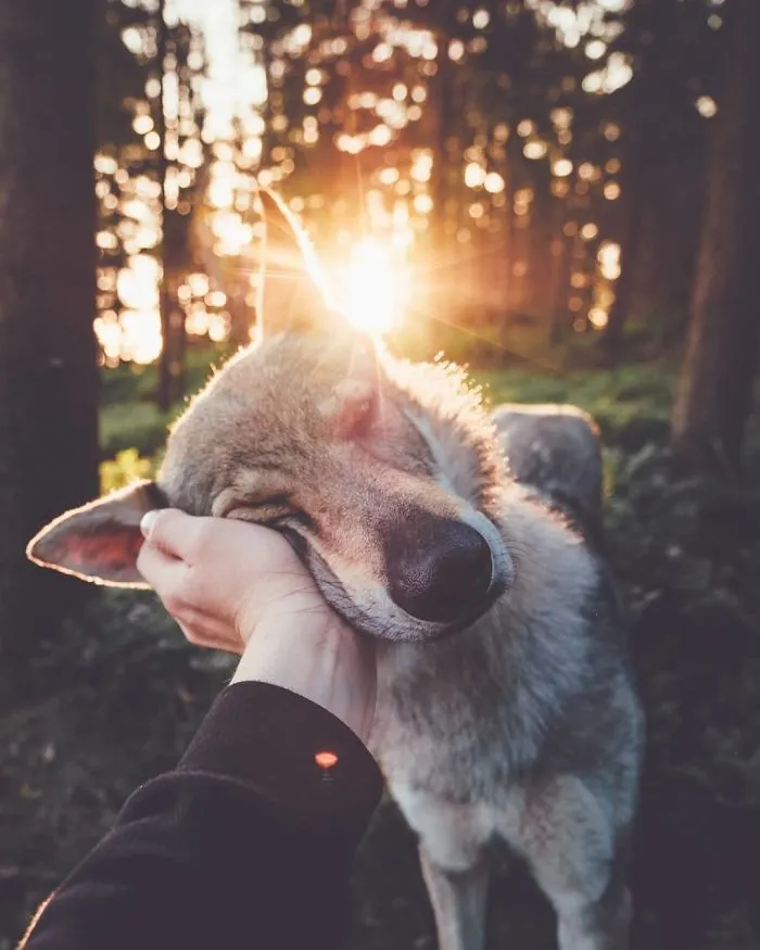 ¿Harto de las fotos de Instagram #FollowMeTo? Este hombre se lleva a su perro a dondequiera que vaya y es 1000 veces mejor