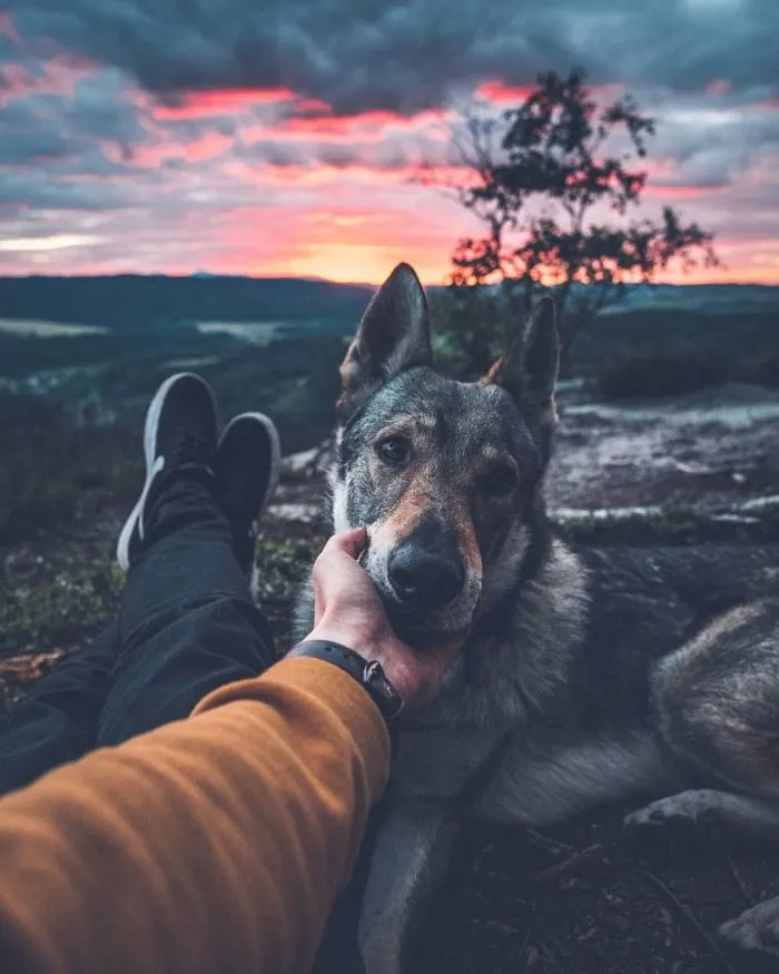 ¿Harto de las fotos de Instagram #FollowMeTo? Este hombre se lleva a su perro a dondequiera que vaya y es 1000 veces mejor