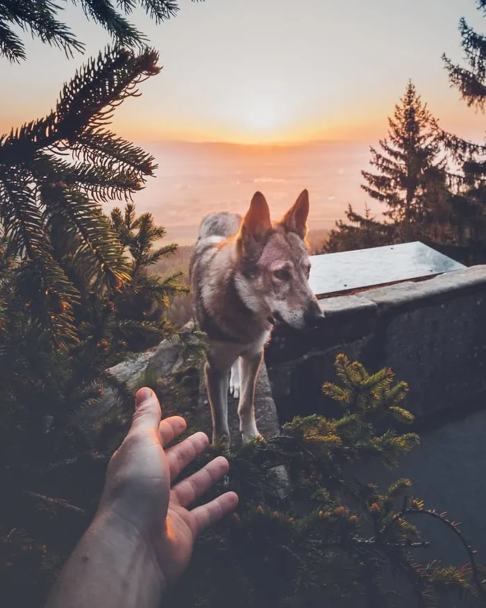Tired Of #FollowMeTo Instagram Pics? This Guy Pets His Dog Everywhere He Goes, And It’s 36 Times Better