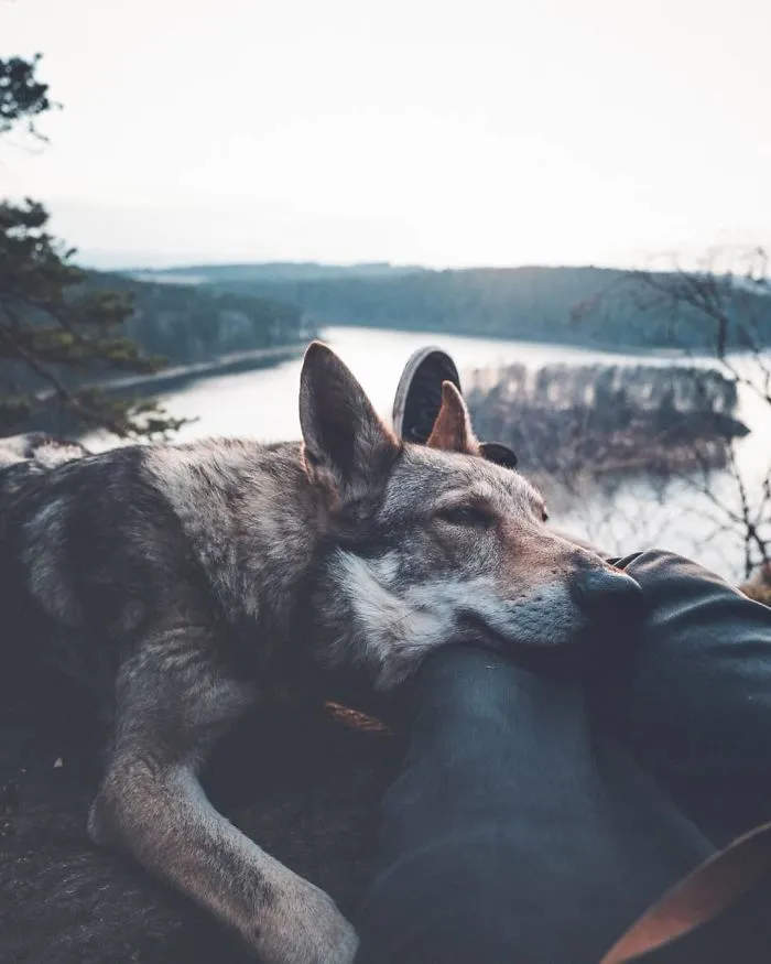 ¿Harto de las fotos de Instagram #FollowMeTo? Este hombre se lleva a su perro a dondequiera que vaya y es 1000 veces mejor