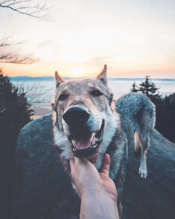 Tired Of #FollowMeTo Instagram Pics? This Guy Pets His Dog Everywhere He Goes, And It’s 36 Times Better