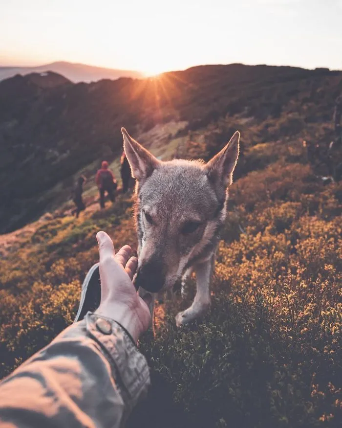 Tired Of #FollowMeTo Instagram Pics? This Guy Pets His Dog Everywhere He Goes, And It’s 36 Times Better