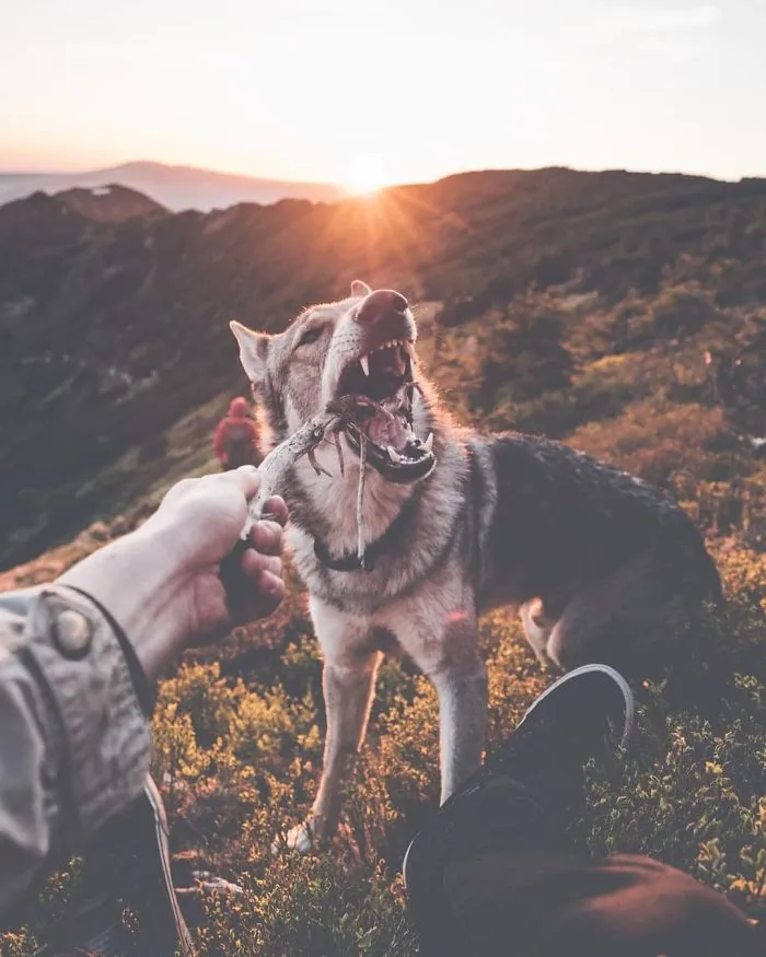 Tired Of #FollowMeTo Instagram Pics? This Guy Pets His Dog Everywhere He Goes, And It’s 36 Times Better