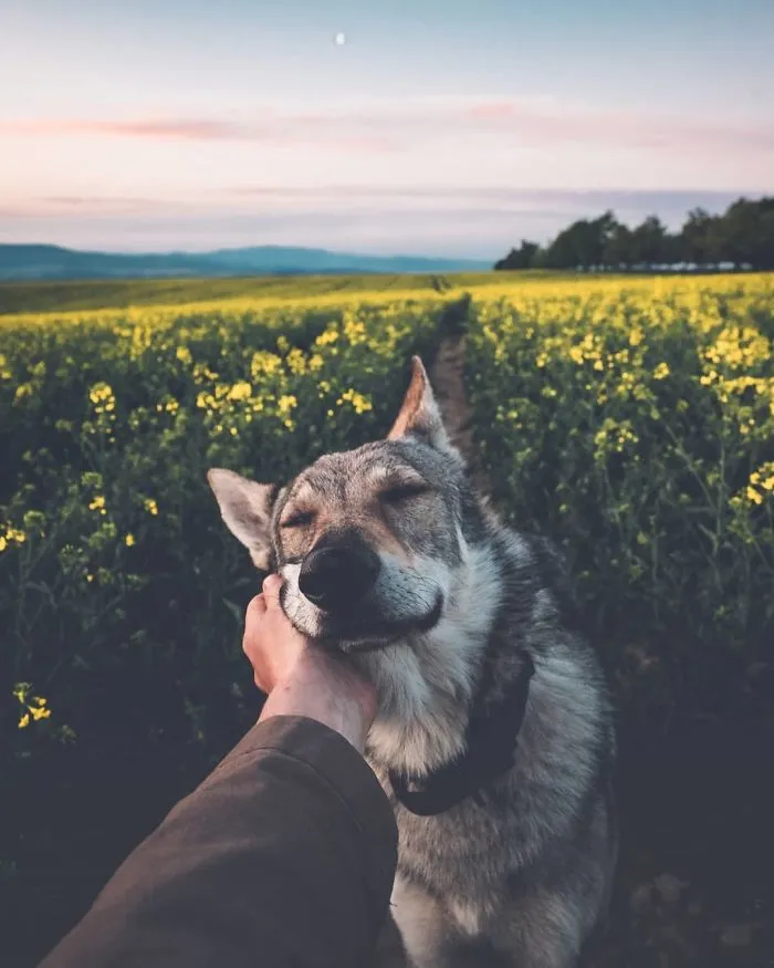 ¿Harto de las fotos de Instagram #FollowMeTo? Este hombre se lleva a su perro a dondequiera que vaya y es 1000 veces mejor