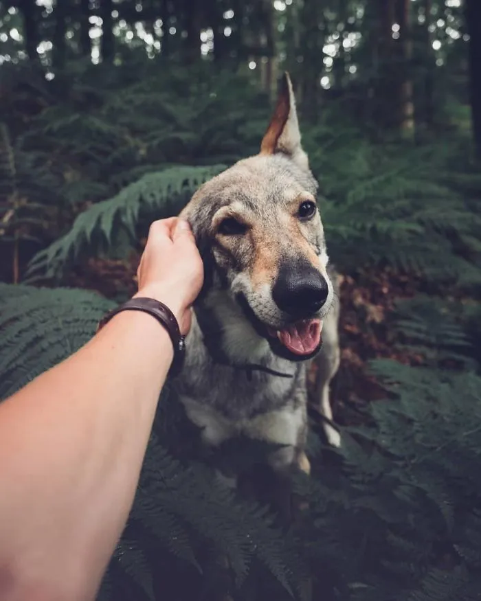 Tired Of #FollowMeTo Instagram Pics? This Guy Pets His Dog Everywhere He Goes, And It’s 36 Times Better