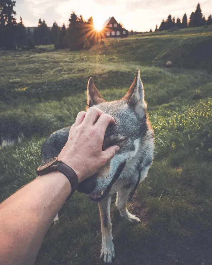 Tired Of #FollowMeTo Instagram Pics? This Guy Pets His Dog Everywhere He Goes, And It’s 36 Times Better