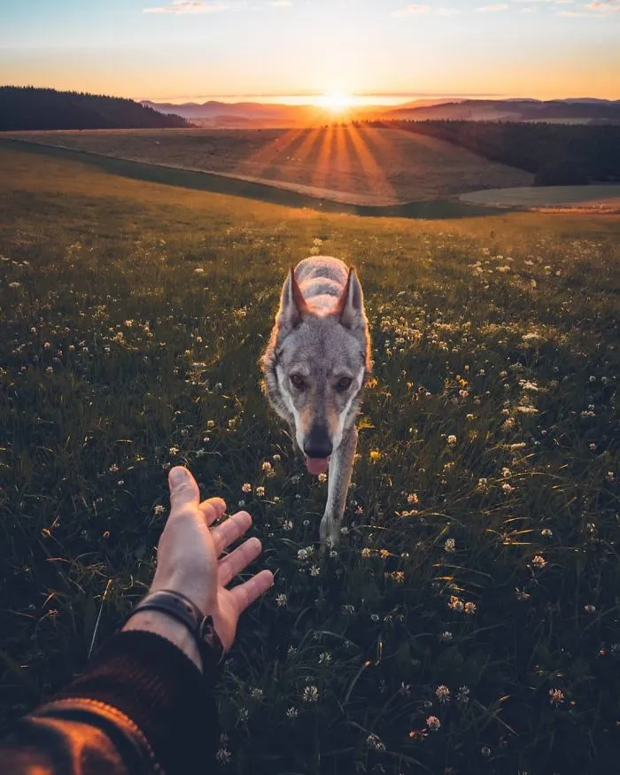 ¿Harto de las fotos de Instagram #FollowMeTo? Este hombre se lleva a su perro a dondequiera que vaya y es 1000 veces mejor