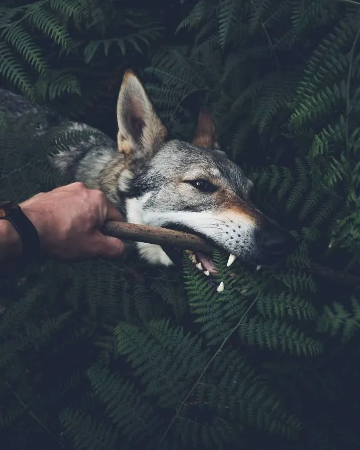 Tired Of #FollowMeTo Instagram Pics? This Guy Pets His Dog Everywhere He Goes, And It’s 36 Times Better