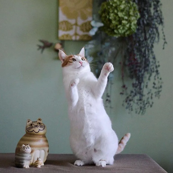 30 Of The Funniest Dancing Cat Pics