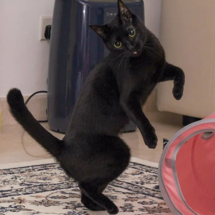 30 Of The Funniest Dancing Cat Pics