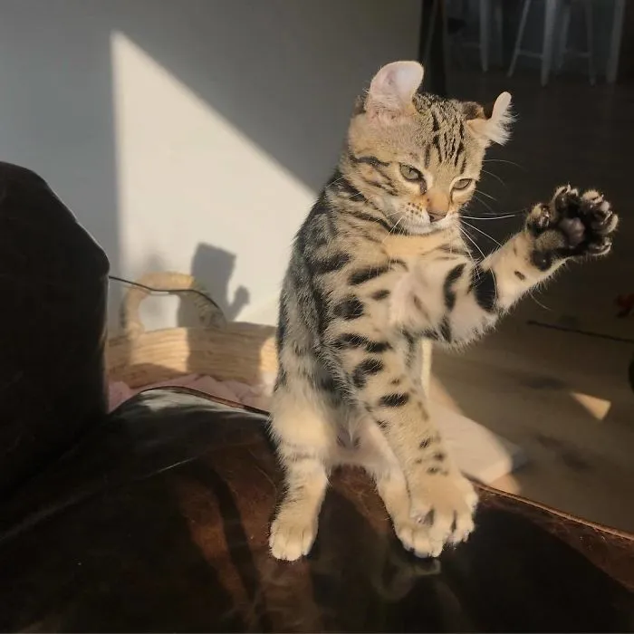 30 Of The Funniest Dancing Cat Pics