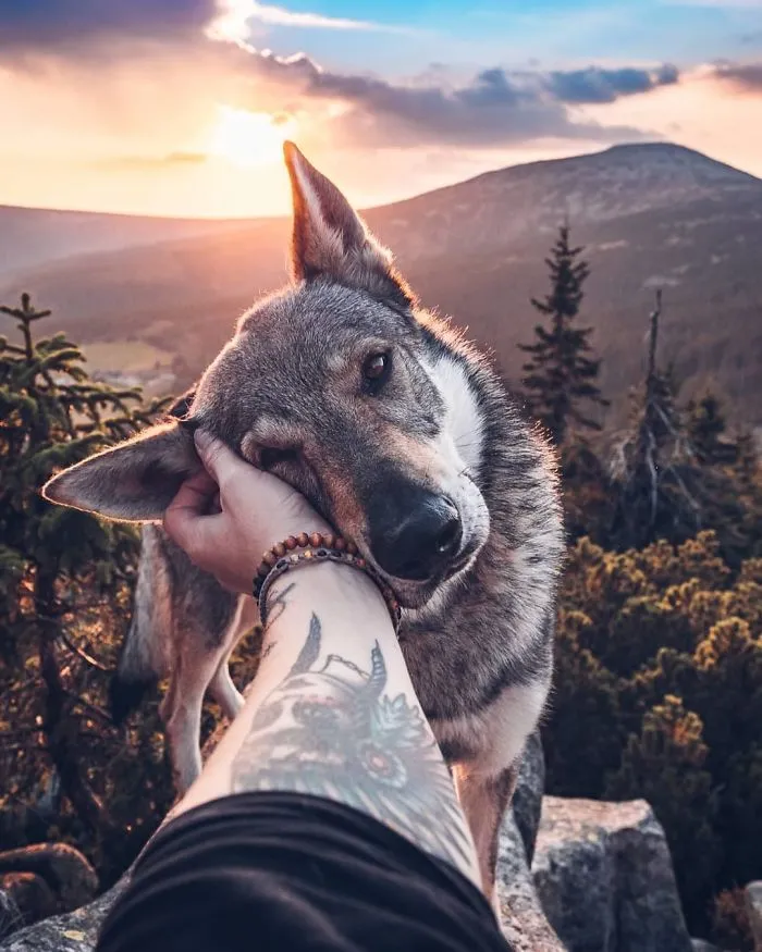 ¿Harto de las fotos de Instagram #FollowMeTo? Este hombre se lleva a su perro a dondequiera que vaya y es 1000 veces mejor