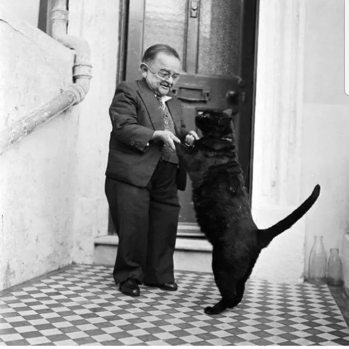 30 Of The Funniest Dancing Cat Pics