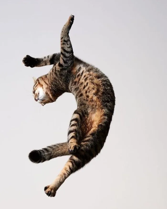 30 Of The Funniest Dancing Cat Pics