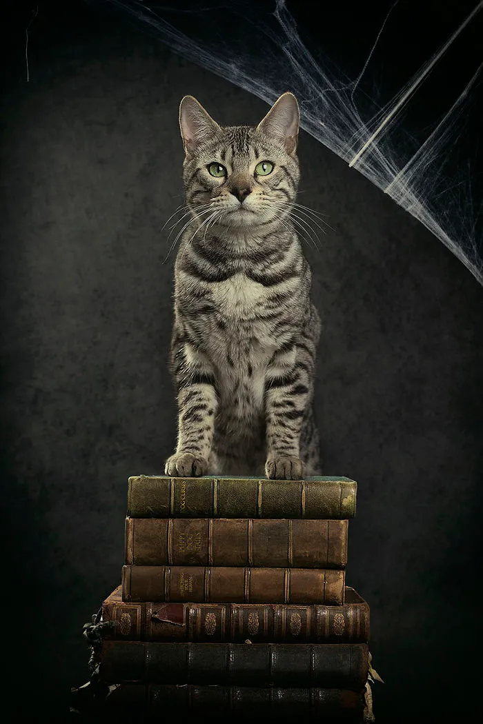 I Photograph Animals Every Halloween