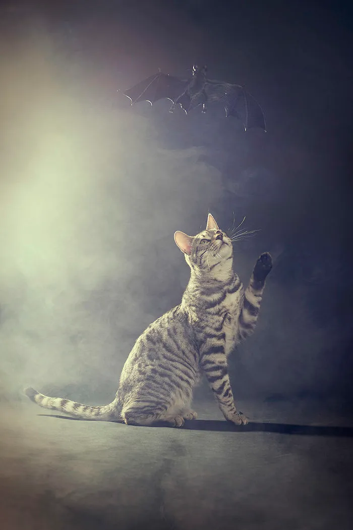 I Photograph Animals Every Halloween