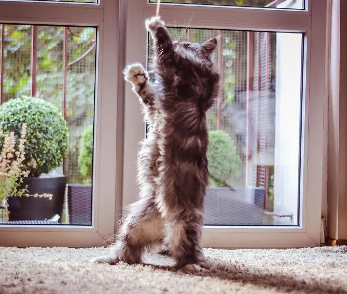 30 Of The Funniest Dancing Cat Pics