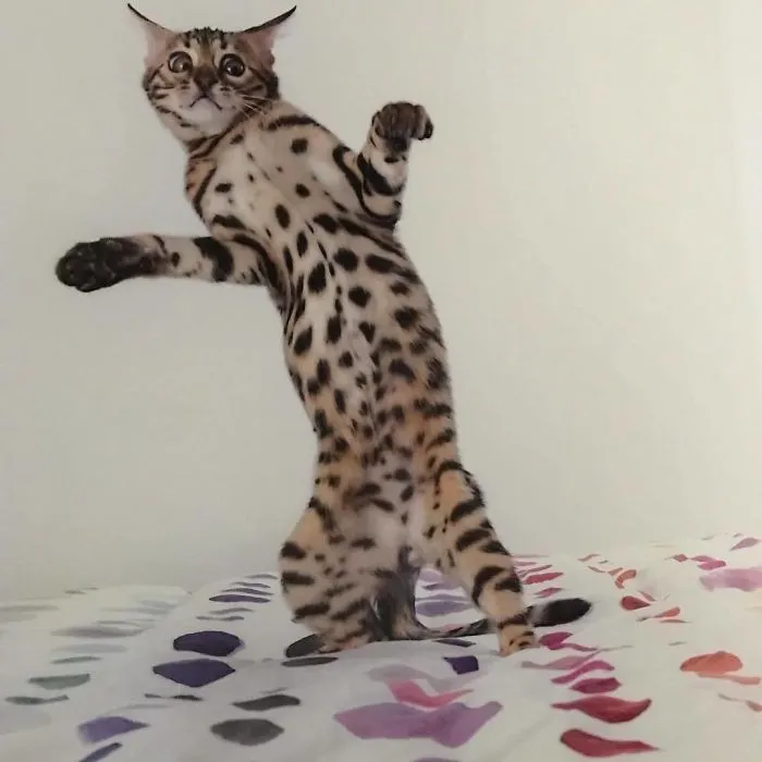 30 Of The Funniest Dancing Cat Pics